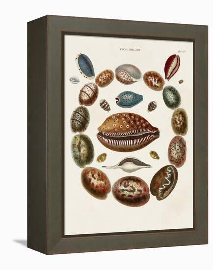 Spiral Shell Formation II-Albertus Seba-Framed Stretched Canvas