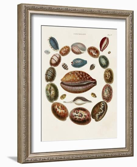 Spiral Shell Formation II-Albertus Seba-Framed Art Print