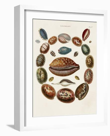 Spiral Shell Formation II-Albertus Seba-Framed Art Print