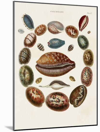 Spiral Shell Formation II-Albertus Seba-Mounted Art Print