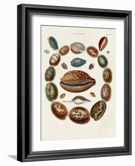 Spiral Shell Formation II-Albertus Seba-Framed Art Print