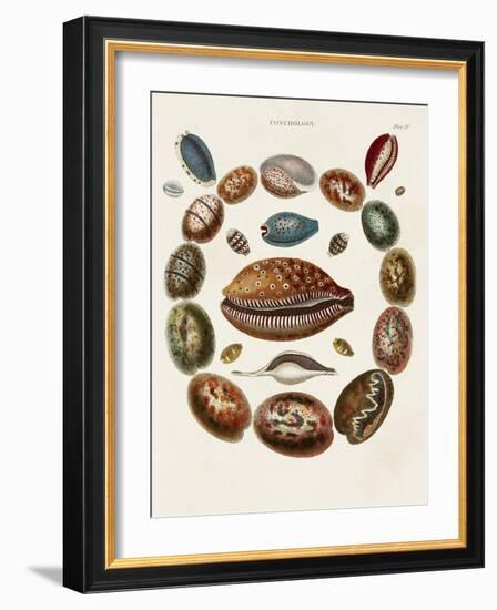 Spiral Shell Formation II-Albertus Seba-Framed Art Print