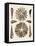 Spiral Shell Formation III-Albertus Seba-Framed Stretched Canvas