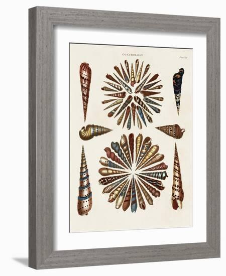 Spiral Shell Formation III-Albertus Seba-Framed Art Print