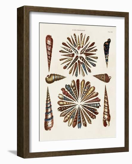 Spiral Shell Formation III-Albertus Seba-Framed Art Print