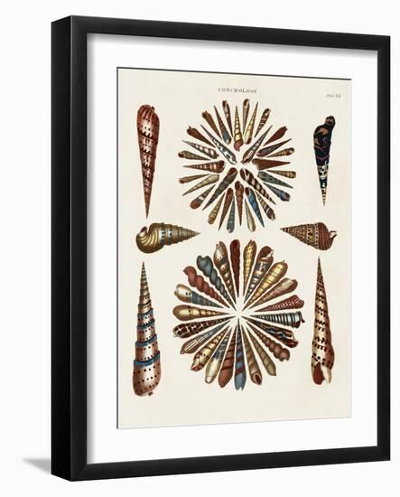 Spiral Shell Formation III-Albertus Seba-Framed Art Print