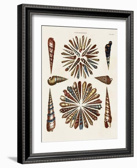 Spiral Shell Formation III-Albertus Seba-Framed Art Print