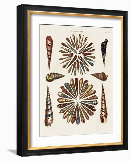 Spiral Shell Formation III-Albertus Seba-Framed Art Print