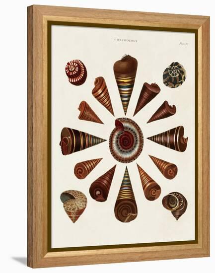 Spiral Shell Formation IV-Albertus Seba-Framed Stretched Canvas