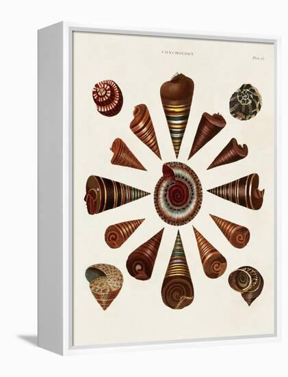 Spiral Shell Formation IV-Albertus Seba-Framed Stretched Canvas