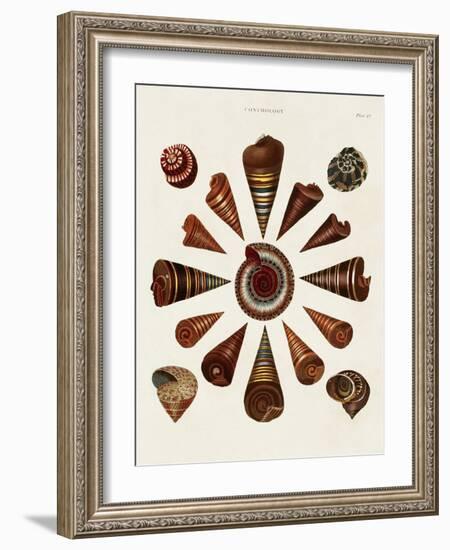 Spiral Shell Formation IV-Albertus Seba-Framed Art Print