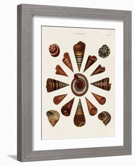 Spiral Shell Formation IV-Albertus Seba-Framed Art Print