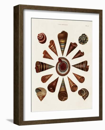 Spiral Shell Formation IV-Albertus Seba-Framed Art Print