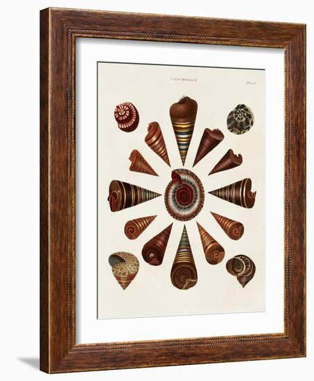 Spiral Shell Formation IV-Albertus Seba-Framed Art Print