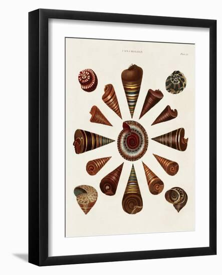 Spiral Shell Formation IV-Albertus Seba-Framed Art Print