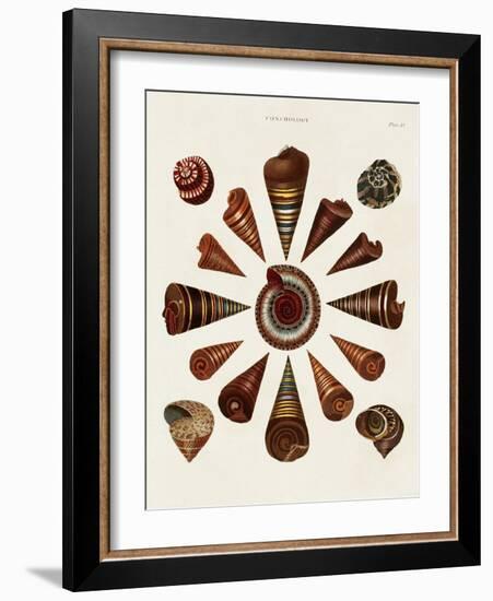 Spiral Shell Formation IV-Albertus Seba-Framed Art Print