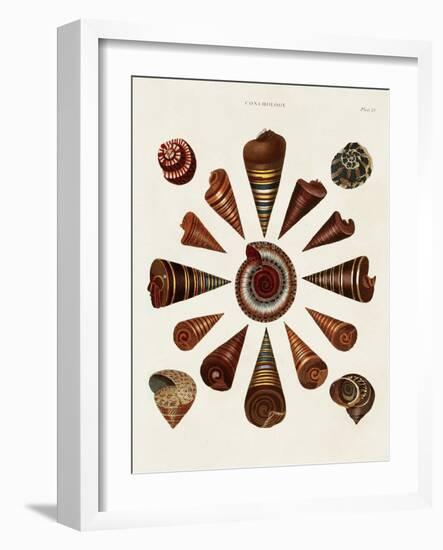 Spiral Shell Formation IV-Albertus Seba-Framed Art Print