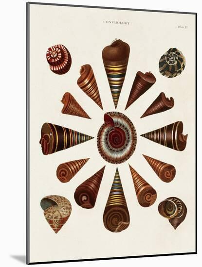 Spiral Shell Formation IV-Albertus Seba-Mounted Art Print