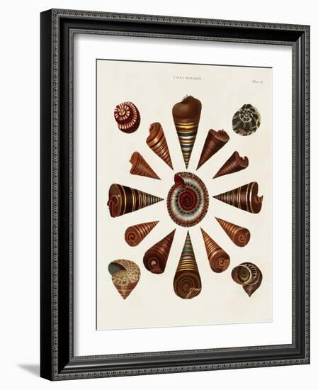 Spiral Shell Formation IV-Albertus Seba-Framed Art Print