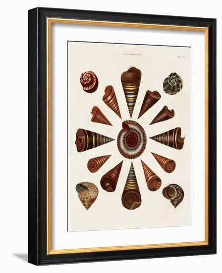 Spiral Shell Formation IV-Albertus Seba-Framed Art Print