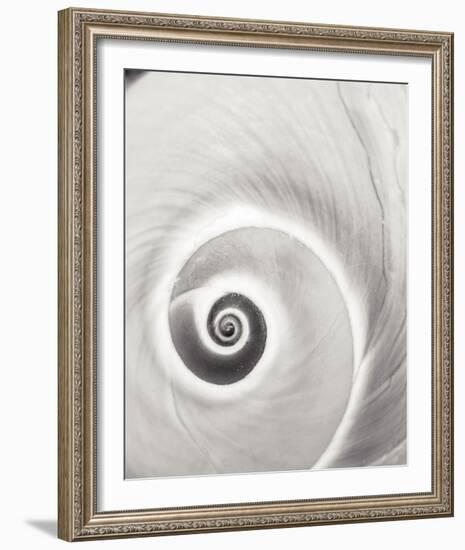 Spiral Shell-John Harper-Framed Giclee Print