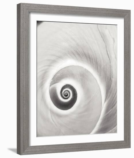 Spiral Shell-John Harper-Framed Giclee Print