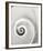 Spiral Shell-John Harper-Framed Giclee Print