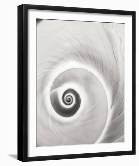 Spiral Shell-John Harper-Framed Giclee Print
