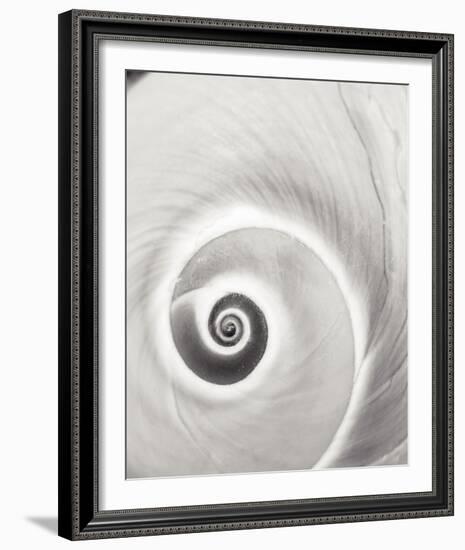 Spiral Shell-John Harper-Framed Giclee Print