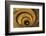 Spiral Stairs of the Vatican Museums, Designed by Giuseppe Momo in 1932, Rome, Lazio, Italy, Europe-Carlo Morucchio-Framed Photographic Print