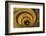 Spiral Stairs of the Vatican Museums, Designed by Giuseppe Momo in 1932, Rome, Lazio, Italy, Europe-Carlo Morucchio-Framed Photographic Print