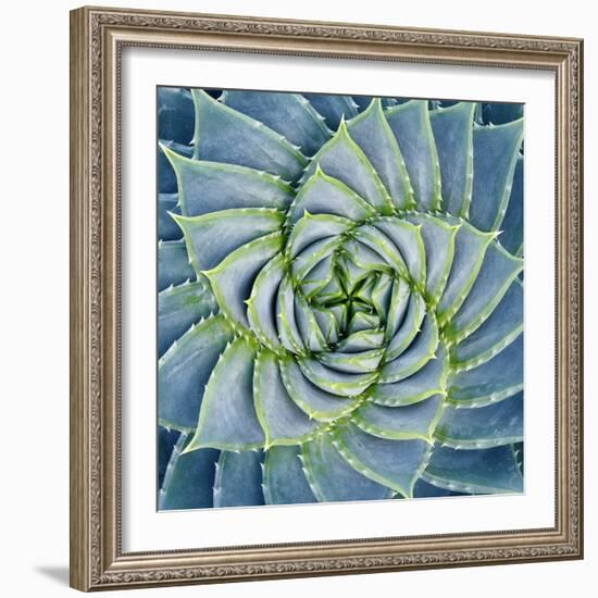 Spiral Succulent-Jan Bell-Framed Photographic Print