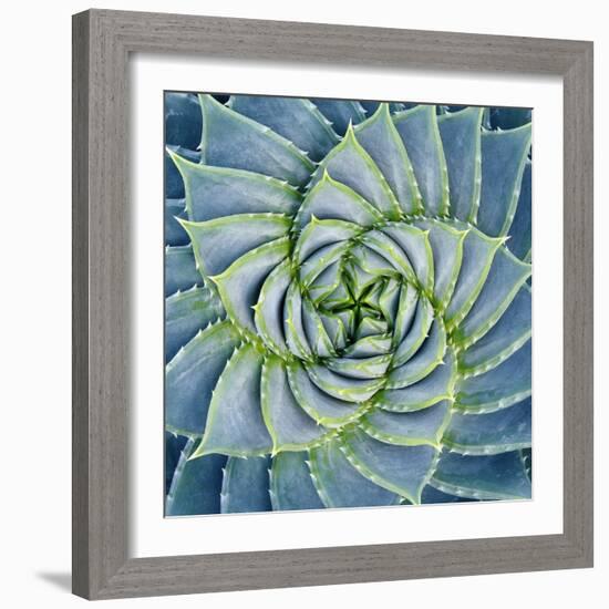 Spiral Succulent-Jan Bell-Framed Photographic Print