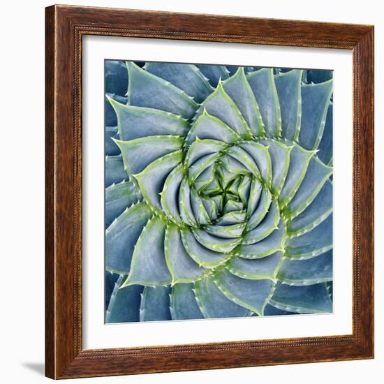 Spiral Succulent-Jan Bell-Framed Photographic Print