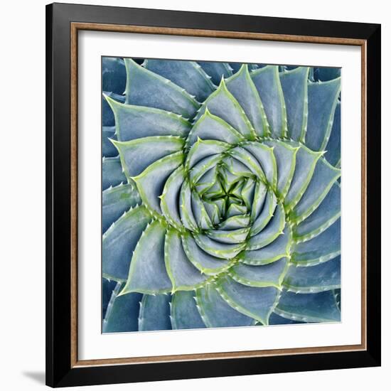 Spiral Succulent-Jan Bell-Framed Photographic Print