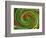 Spiralicious-Herb Dickinson-Framed Photographic Print