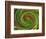 Spiralicious-Herb Dickinson-Framed Photographic Print