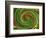 Spiralicious-Herb Dickinson-Framed Photographic Print