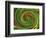 Spiralicious-Herb Dickinson-Framed Photographic Print