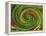 Spiralicious-Herb Dickinson-Framed Premier Image Canvas