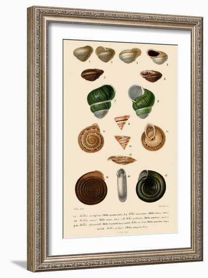 Spiralled Shells-Jean Gabriel Pretre-Framed Giclee Print