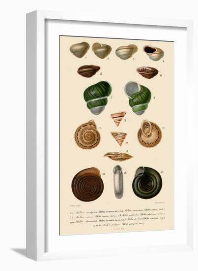 Spiralled Shells-Jean Gabriel Pretre-Framed Giclee Print