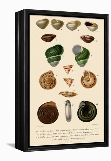 Spiralled Shells-Jean Gabriel Pretre-Framed Premier Image Canvas