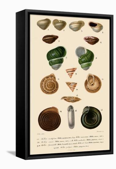 Spiralled Shells-Jean Gabriel Pretre-Framed Premier Image Canvas