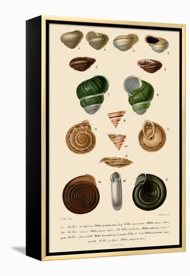 Spiralled Shells-Jean Gabriel Pretre-Framed Premier Image Canvas