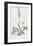 Spiranthes Gemmipara-James Sowerby-Framed Giclee Print