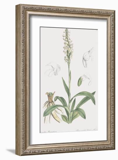 Spiranthes Gemmipara-James Sowerby-Framed Giclee Print