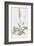 Spiranthes Gemmipara-James Sowerby-Framed Giclee Print