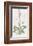 Spiranthes Gemmipara-James Sowerby-Framed Giclee Print