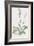 Spiranthes Gemmipara-James Sowerby-Framed Giclee Print